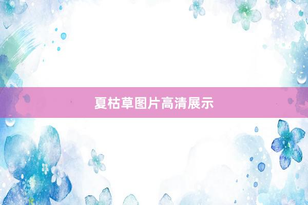 夏枯草图片高清展示